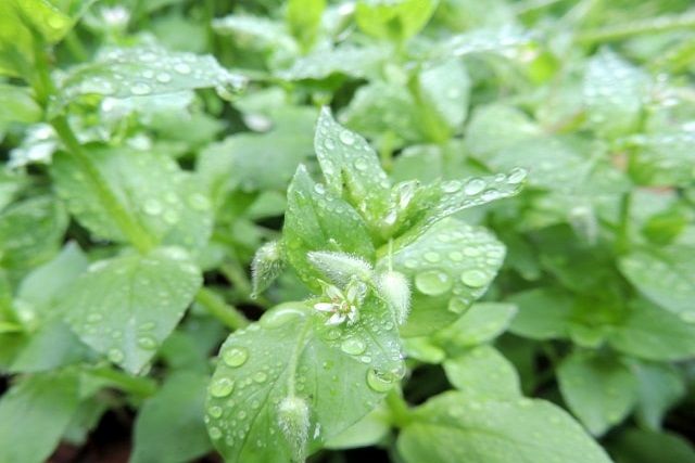 庭の草取りは便利な道具を使ってラクラク！雑草の予防方法も紹介