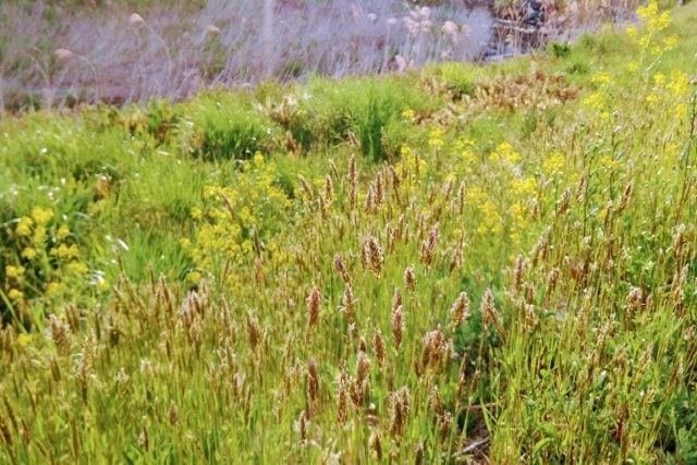 雑草を放置するとどうなる？考えられる危険とおすすめの対処法を紹介