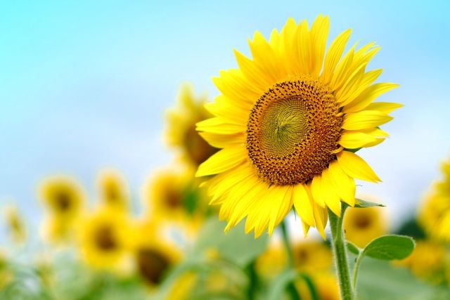 バッテリー上がりが夏に起きやすい理由