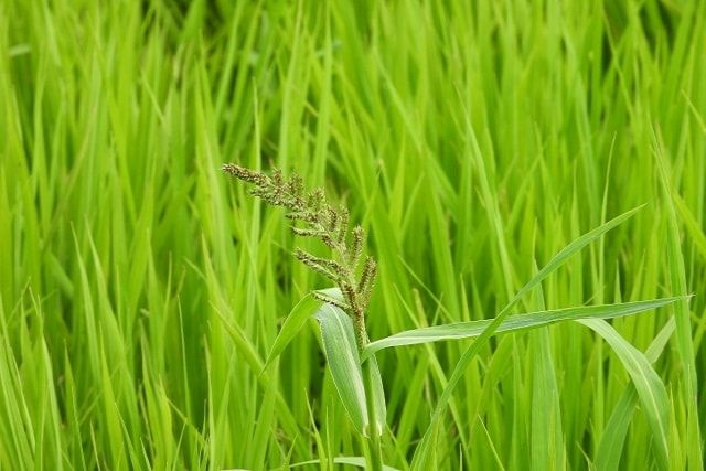 田んぼの中のヒエに除草剤を使うには。ヒエの成長段階で使い分けよう