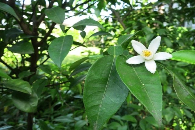 柚子の剪定する時期を知ろう！剪定方法から育て方までを解説