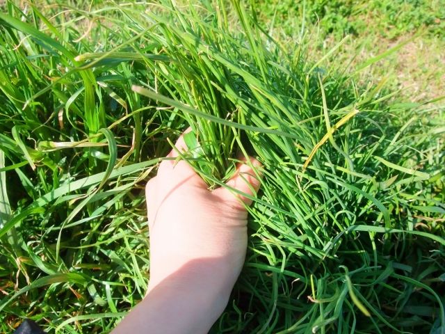 芝生の5月のお手入れ②芝刈り・草取りのやり方