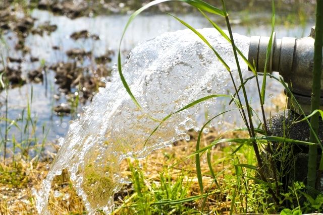 田んぼの中のヒエに除草剤を使うには。ヒエの成長段階で使い分けよう