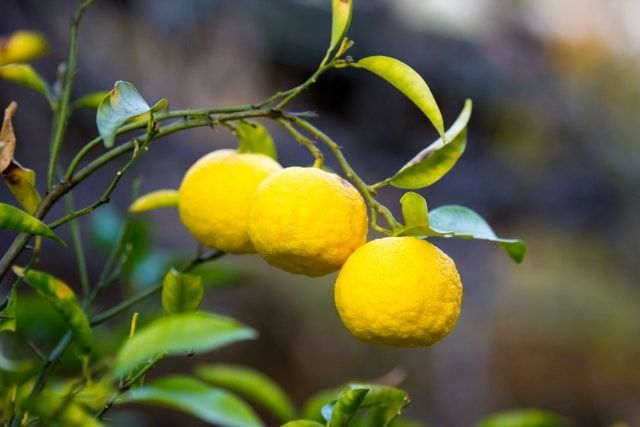 柚子の剪定する時期を知ろう！剪定方法から育て方までを解説