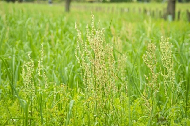 ギシギシという雑草を駆除したい！防除の難しい雑草を駆除するには
