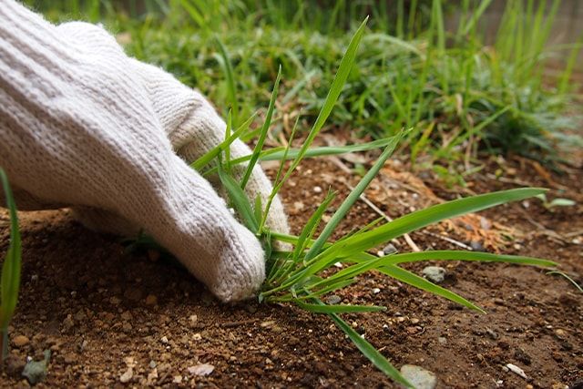 コーヒーかすが雑草の抑制になる。自然のもので雑草予防をしたい！