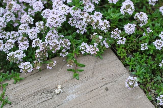 庭の草取りは便利な道具を使ってラクラク！雑草の予防方法も紹介