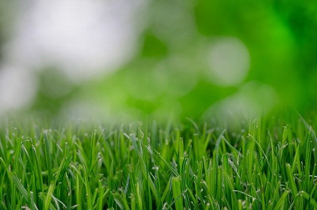 芝生の目土入れは手入れの基本！あらゆる場面で活用できる目土の基礎