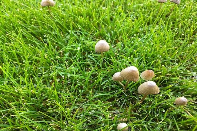 芝生の目土入れは手入れの基本！あらゆる場面で活用できる目土の基礎