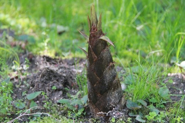 竹林のお手入れは伐採と除草？管理しやすいように整備しよう