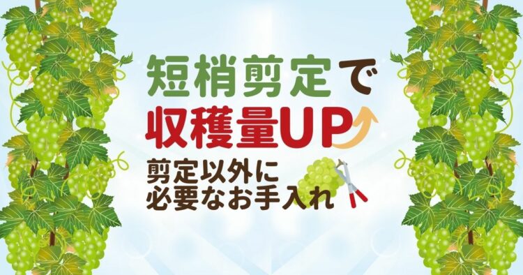シャインマスカットは短梢剪定でおいしくなる!人気のぶどうの栽培法