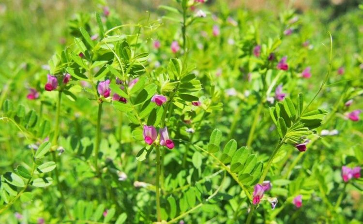 カラスノエンドウは雑草の除草剤で駆除できます!使い方のポイント