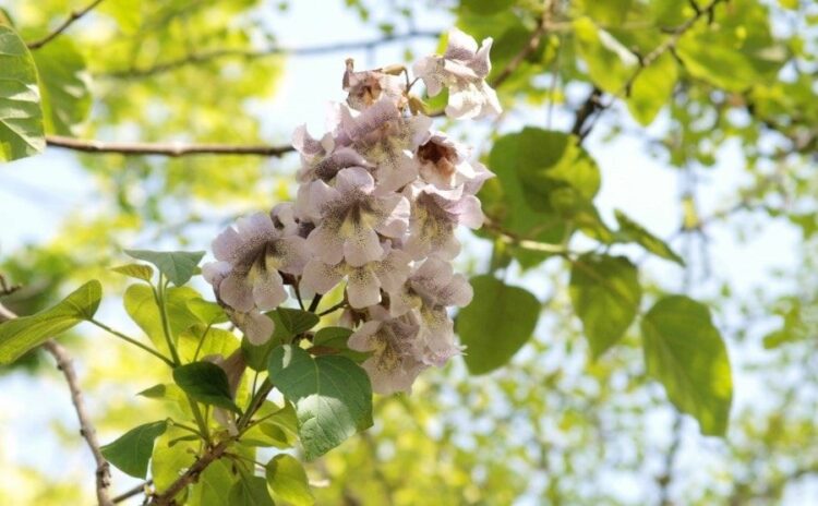 あっという間に大きく!生命力の強い桐の木の伐採は根の処理まで