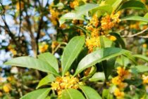 キンモクセイの抜根方法を解説！自力で抜根が難しい場合の方法も