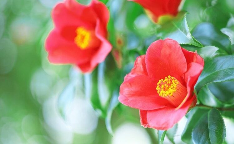 椿の木を切る時期は?剪定の手順、椿を伐採すべきケースや費用も解説