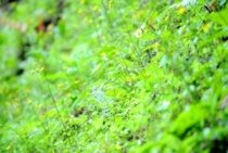 草刈りを斜面でする方法│スパイクや斜面用の草刈り機を活用しよう！