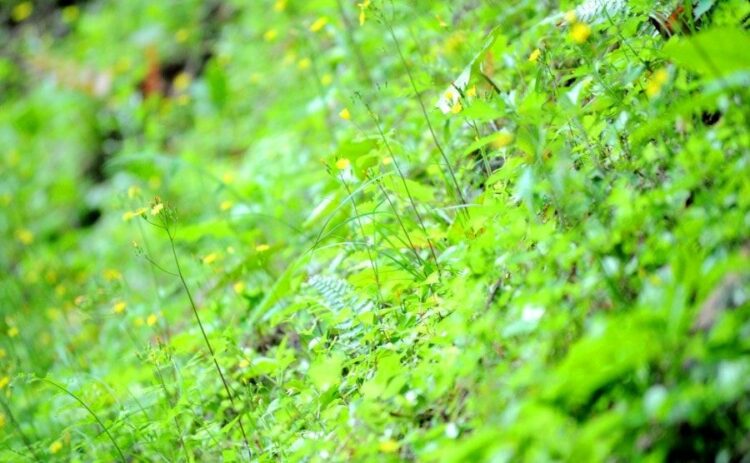 草刈りを斜面でする方法│スパイクや斜面用の草刈り機を活用しよう！