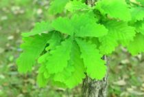 柏の木の剪定時期は秋～春！庭木として魅力を活かす剪定方法と育て方