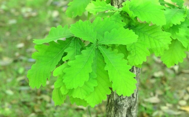 柏の木の剪定時期は秋~春!庭木として魅力を活かす剪定方法と育て方