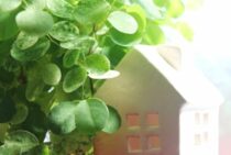 隣の木の枝を伐採するのはNG！法律で決まっている隣の木の枝の対処法