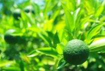 カボスを剪定しておいしい実を収穫しよう！適した時期と方法をご紹介