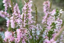 エリカを剪定してきれいな花を咲かせよう！剪定時期や方法をご紹介