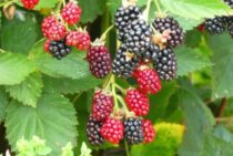 ブラックベリーの剪定・育て方｜上手に育てて美味しく食べよう！