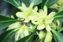 シキミ剪定【いつどうする】まとめ｜弱点をカバーする育て方のコツ！