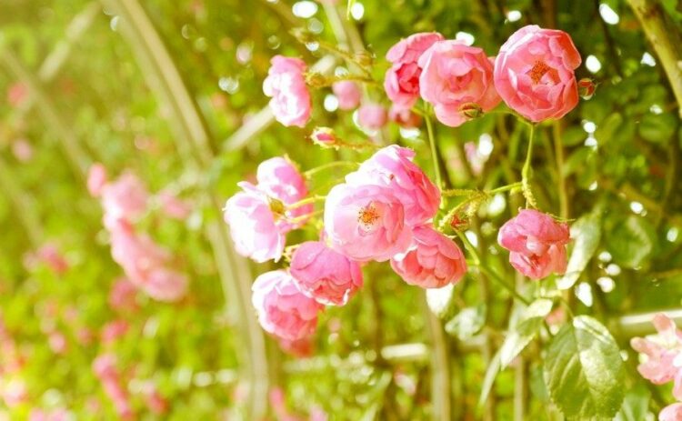 つるバラは冬に剪定しながら誘引を!一番ベストな時期は?寒さ対策も