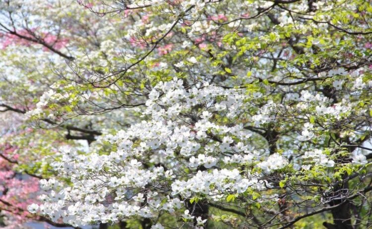 ハナミズキの伐採は本当に必要?小さくするなら剪定という選択肢も!