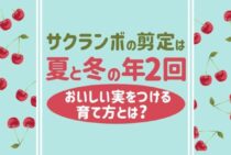 さくらんぼの木の剪定│剪定時期と方法・収穫にむけての育てかた