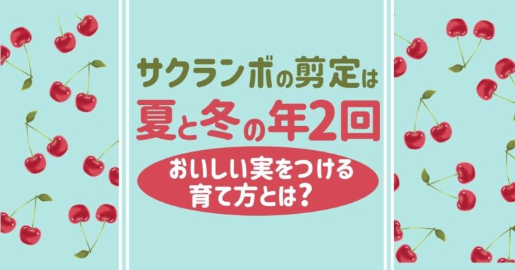 さくらんぼの木の剪定│剪定時期と方法・収穫にむけての育てかた