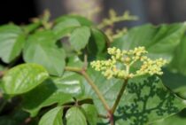 ヤブガラシは厄介な雑草！根絶させる駆除方法や放置するリスクを解説