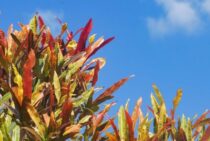 クロトンを剪定して病気・害虫を予防！同じ時期には挿し木もできる