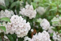 カルミアの剪定時期と方法！美しい花を咲かせるお手入れ方法について