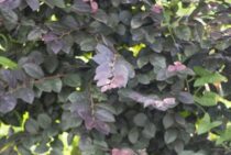 トキワマンサクの剪定は開花後に！庭木・生垣として長く楽しむ方法