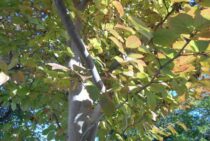 シャラの木の剪定時期・方法まとめ！健康に育てて花を咲かせよう