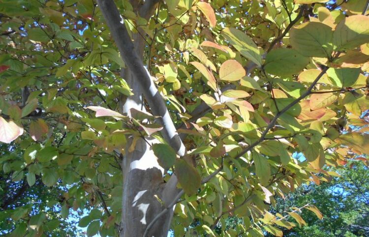 シャラの木の剪定時期・方法まとめ！健康に育てて花を咲かせよう
