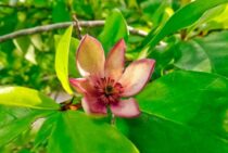 カラタネオガタマの剪定時期と方法を解説！庭木には欠かせない手入れ