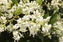 ネズミモチの剪定は定期的に！剪定時期と方法・栽培で気をつけること