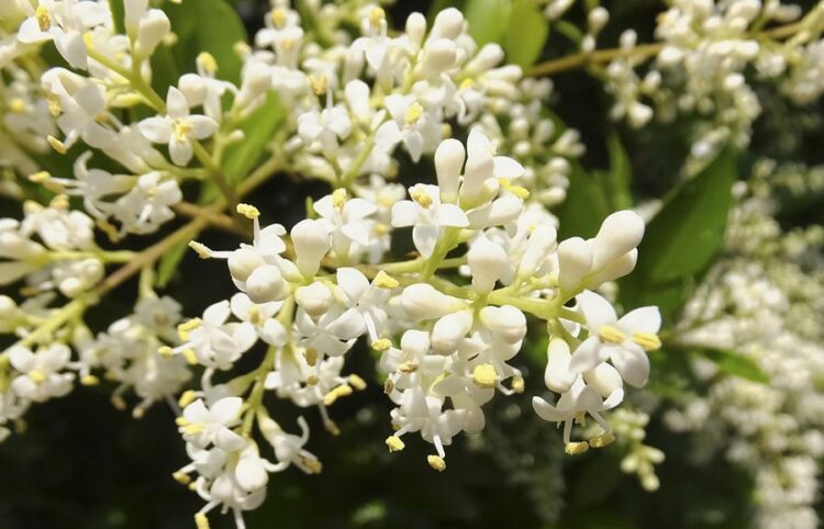 ネズミモチの剪定は定期的に!剪定時期と方法・栽培で気をつけること