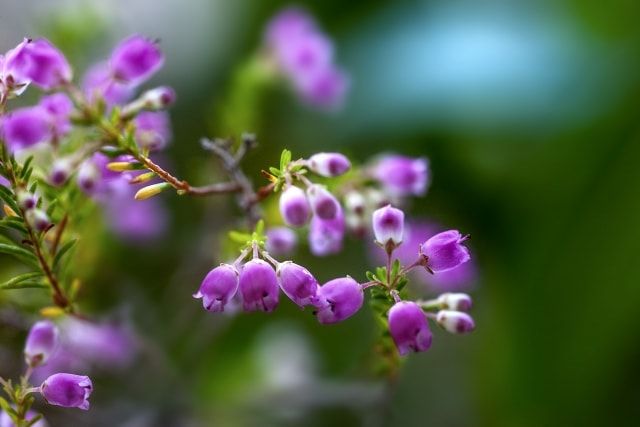 エリカを剪定してきれいな花を咲かせよう！剪定時期や方法をご紹介