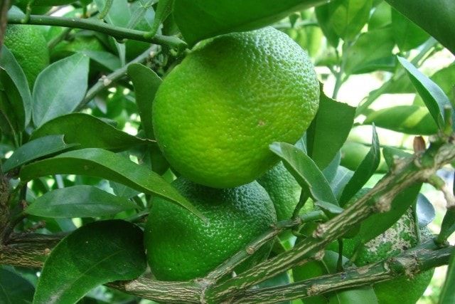 カボスを剪定しておいしい実を収穫しよう！適した時期と方法をご紹介