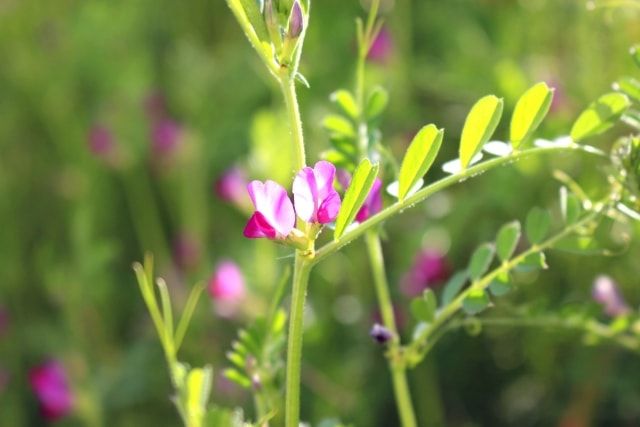 カラスノエンドウは雑草の除草剤で駆除できます！使い方のポイント