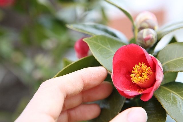 椿の木を切る時期は？剪定の手順、椿を伐採すべきケースや費用も解説