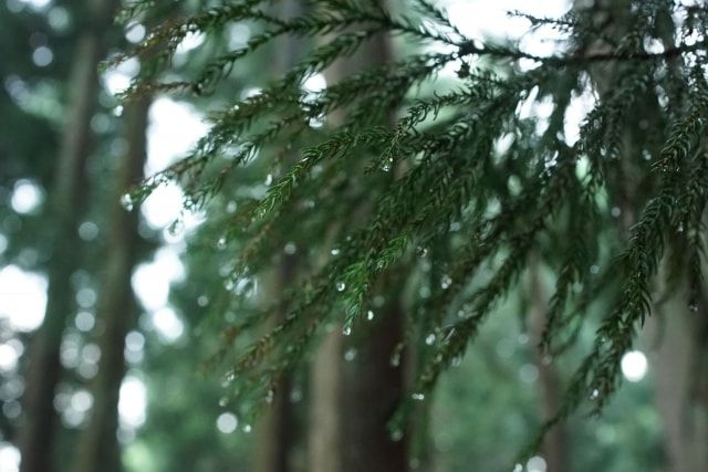 もみの木の剪定を解説！剪定時期と手順・業者に依頼する際のポイント