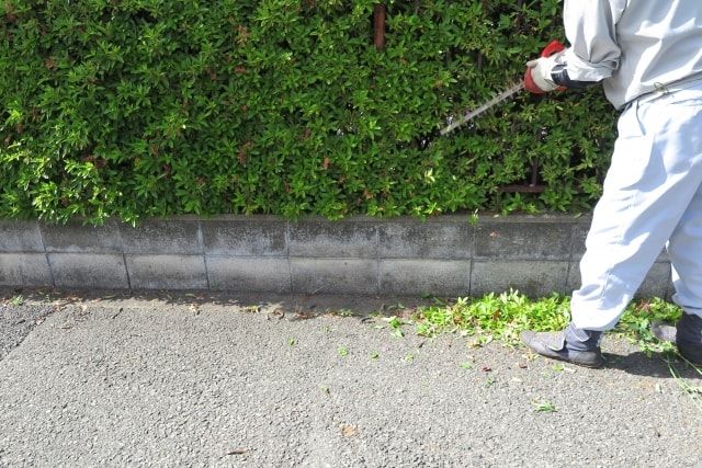 整枝について詳しく解説します！剪定との違いはあるのかについても