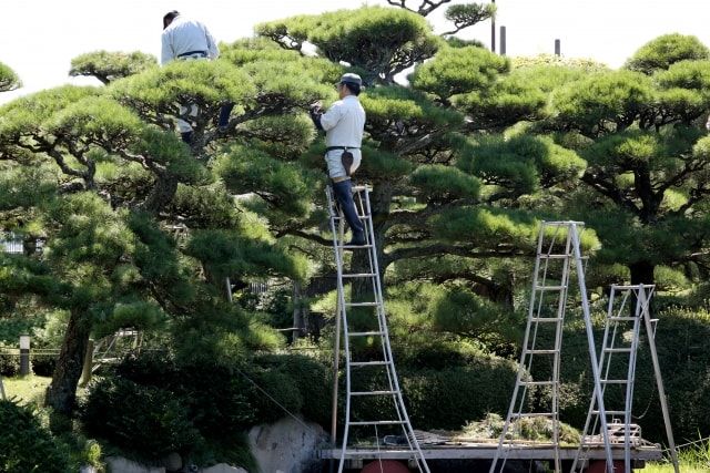剪定の基本をマスターしよう！目的や剪定方法を詳しく解説します