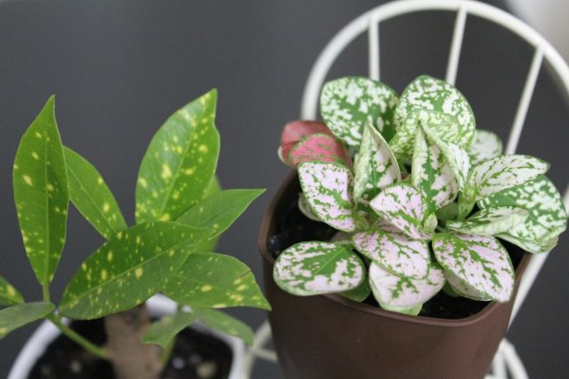 観葉植物の「クロトン」にも剪定は必要