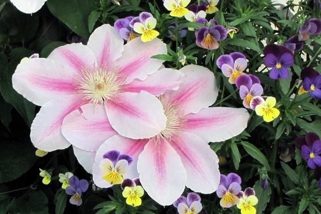 クレマチスの剪定方法を変えたら花が増えた！タイプ別剪定法と育て方